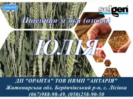 Зображення для оголошення Насіння озимої пшениці ЮЛІЯ (СН