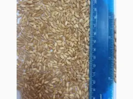 Зображення для оголошення Продам насіння пшениці твердої ярої