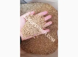 Зображення для оголошення Семена пшеницы сорт Baxter канадская трансгенная двуручка