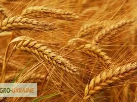 Зображення для оголошення Закуповуємо пшеницю 3 класу