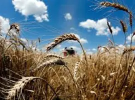 Зображення для оголошення Семена озимой пшеницы Фаустус Германия