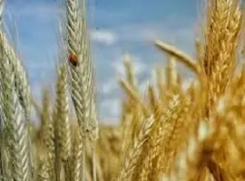 Зображення для оголошення Семена озимой пшеницы СЕЙЛОР Сингента