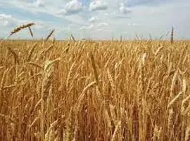 Зображення для оголошення Семена озимой пшеницы БЕРЕГИНЯ МИРОНОВСКАЯ