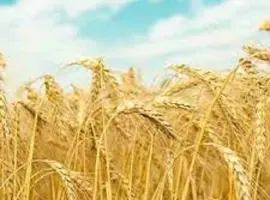 Зображення для оголошення Озимая пшеница Щедрость Одесская