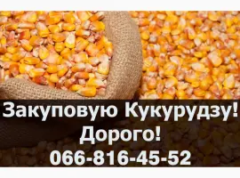 Зображення для оголошення Закуповую Кукурудзу цьогорічного (2023-24р) врожаю