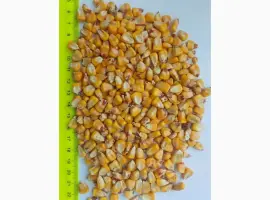 Зображення для оголошення Продам кукурудзу