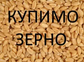 Зображення для оголошення Компанія на постійній основі проводить закупівлю зернових культур та інші