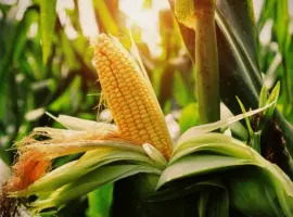 Зображення для оголошення Насіння кукурудзи РАМ 8149 (ФАО 280) напрям-зерно.Дніпропетровська обл