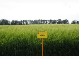 Зображення для оголошення МІП ДЕВІЗ ячмінь ярий