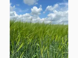 Зображення для оголошення Пропонуємо насіння ярого ячменю КВС Кріссі (СН-1) ПИВОВАРНИЙ