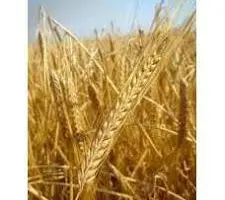 Зображення для оголошення Семена ярового ячменя ФРАНЦИН элита 1 репродукция