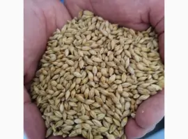 Зображення для оголошення Продам семена ячменя озимого сорт "Казанова"