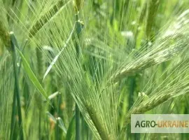 Зображення для оголошення Яровой ячмень Адапт