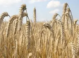 Зображення для оголошення Семена ячменя озимого Марисса