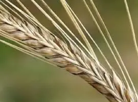 Зображення для оголошення Семена ячменя озимого МАЙБРИТ Германия