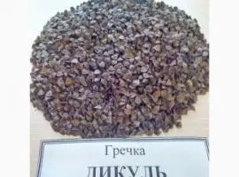 Зображення для оголошення Семена гречихи Дикуль