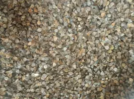 Зображення для оголошення Продам насіння гречки для пожнивних посівів