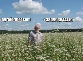 Зображення для оголошення Семена гречихи PENNY Канадский трансгенный сорт