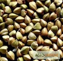 Зображення для оголошення Продам насіння гречки