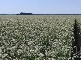 Зображення для оголошення Продам насіння гречки сортів Арно та Дикуль