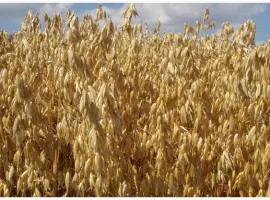 Зображення для оголошення Семена голозерного овса Самуэль. 1 репродукция
