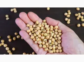 Зображення для оголошення Семена сои Максус