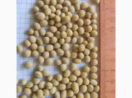 Зображення для оголошення Продам посевной материал сои сорт P03T68R2 (продам)