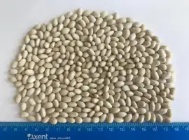 Зображення для оголошення Закуповуємо квасолю різних сортів