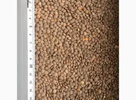Зображення для оголошення Купим Чечевица красная