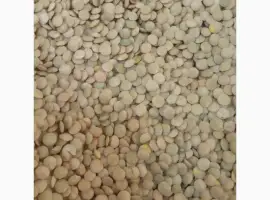 Зображення для оголошення Продам насіння сочевиці зеленої
