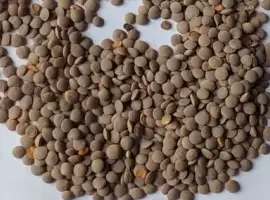 Зображення для оголошення Сечевиця червона сорт Максим (під пульсар