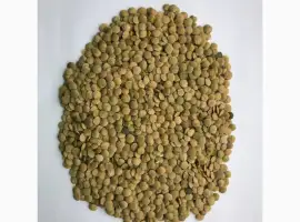 Зображення для оголошення Куплю сочевицю чечевицу на переробку
