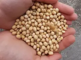 Зображення для оголошення Половинки сої куплю. Відходи кукурудзи куплю