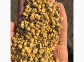Зображення для оголошення Половинки сої