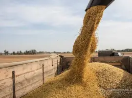 Зображення для оголошення Купимо по гарним цінам сою