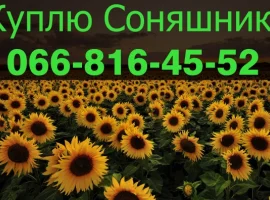 Зображення для оголошення Закуповую в обємах СОНЯШНИК