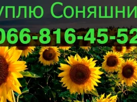 Зображення для оголошення Підприємство Закуповує СОНЯШНИК!Оплата на вагах