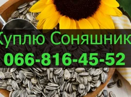 Зображення для оголошення Купую СОНЯШНИК у будь якому обсязі