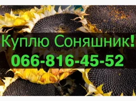 Зображення для оголошення Закуповуємо СОНЯШНИК за високими цінами!Оплата на вагах!Дорого
