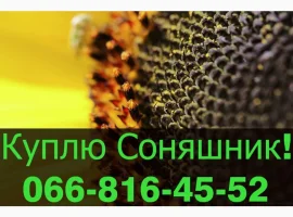 Зображення для оголошення Переробне підприємство оголошує про закупівлю СОНЯШНИК