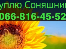 Зображення для оголошення Шукаю постачальника СОНЯШНИК