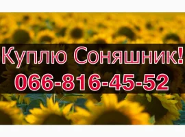 Зображення для оголошення Запрошуємо до співпраці виробників СОНЯШНИК!Високі Ціни!Оплата на вагах