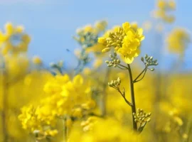Зображення для оголошення Закупляемо семечку подсолнуха и отходи на самовивоз