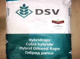 Зображення для оголошення Принц - насіння озимого ріпаку нового покоління від ДСВ
