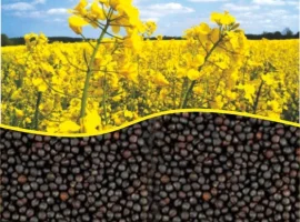 Зображення для оголошення Закуповуємо ріпак