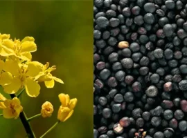 Зображення для оголошення Закупаем рапс