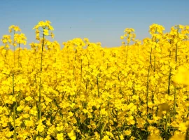 Зображення для оголошення Насіння озимого ріпаку Грім