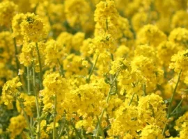 Зображення для оголошення Насіння озимого ріпаку Паркер