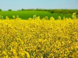 Зображення для оголошення Насіння озимого ріпаку Блекстоун