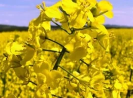 Зображення для оголошення Насіння озимого ріпаку Чорний Велетень